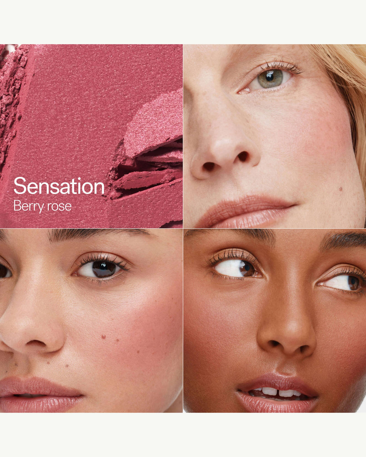 Sensation (berry rose)
